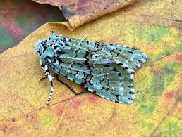 Attēlu rezultāti vaicājumam “Griposia aprilina”