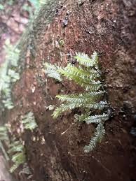 Attēlu rezultāti vaicājumam “Jungermanniopsida”