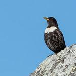 Image result for Turdus torquatus