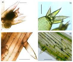 Attēlu rezultāti vaicājumam “Chara intermedia female”
