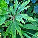 Attēlu rezultāti vaicājumam “Anemone ranunculoides leaf”