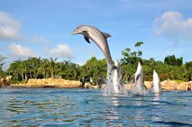 Image result for Discover Swimming