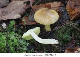 Attēlu rezultāti vaicājumam “Tricholoma flavovirens”