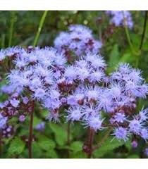 Image result for Ageratum mexicanum
