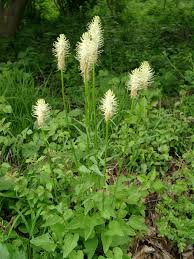 Attēlu rezultāti vaicājumam “Phyteuma spicatum”