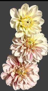 Image result for Dahlia x pinnata `Decorative Giants`