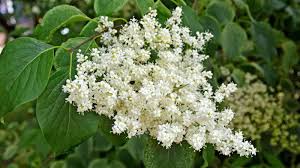 Attēlu rezultāti vaicājumam “Syringa reticulata subsp. amurensis”