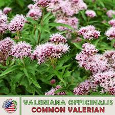 Image result for Valeriana officinalis