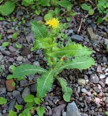 Attēlu rezultāti vaicājumam “Sonchus asper flower”