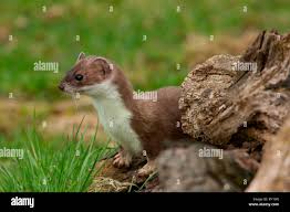 Attēlu rezultāti vaicājumam “Mustela erminea adult”