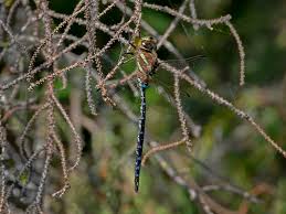 Attēlu rezultāti vaicājumam “Dianema nivale macro”