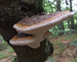 Attēlu rezultāti vaicājumam “Fomitopsis pinicola”