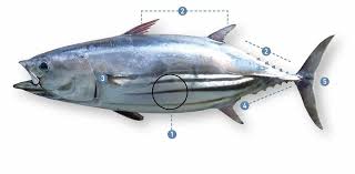 Image result for Katsuwonus pelamis