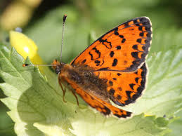Attēlu rezultāti vaicājumam “Melitaea didyma underside”