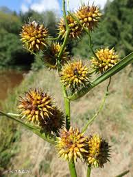 Attēlu rezultāti vaicājumam “Sparganium neglectum”
