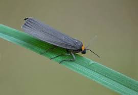 Attēlu rezultāti vaicājumam “Atolmis rubricollis”