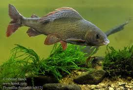 Image result for Thymallus thymallus