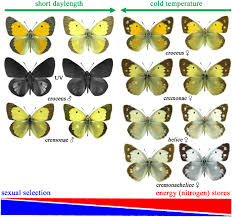 Attēlu rezultāti vaicājumam “Colias croceus”