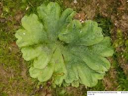 Attēlu rezultāti vaicājumam “Riccia glauca”