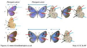 Attēlu rezultāti vaicājumam “Phengaris arion upperside”