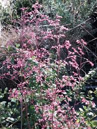 Image result for Heuchera Metallica