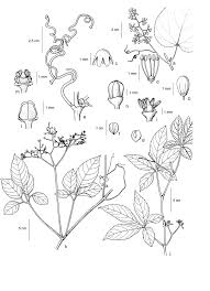 Attēlu rezultāti vaicājumam “Vitaceae”
