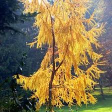 Attēlu rezultāti vaicājumam “Larix kaempferi female flower”