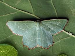 Attēlu rezultāti vaicājumam “Thalera fimbrialis”