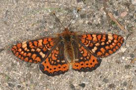 Attēlu rezultāti vaicājumam “Euphydryas maturna larva”