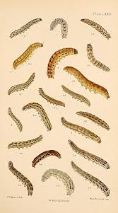 Attēlu rezultāti vaicājumam “Noctua fimbriata larva”