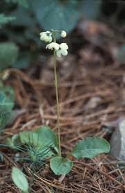 Attēlu rezultāti vaicājumam “Pyrola minor bud”
