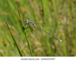 Attēlu rezultāti vaicājumam “Lestes dryas male”