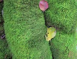 Attēlu rezultāti vaicājumam “Anomodon viticulosus sporophyte”