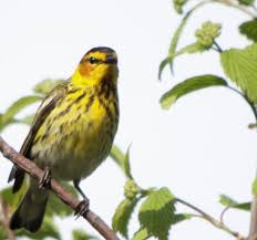 Image result for Dendroica tigrina