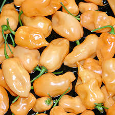 Afbeeldingsresultaat voor peach habanero hot pepper