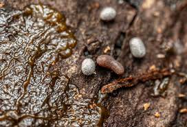 Attēlu rezultāti vaicājumam “Physarum bitectum”