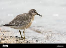 Attēlu rezultāti vaicājumam “Calidris canutus”