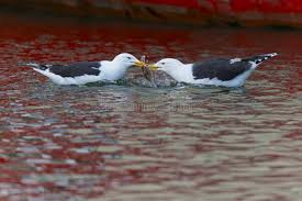 Attēlu rezultāti vaicājumam “Larus marinus adult”