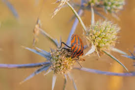 Attēlu rezultāti vaicājumam “Graphosoma lineatum imago”