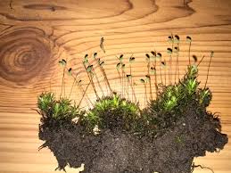 Attēlu rezultāti vaicājumam “Timmia megapolitana”