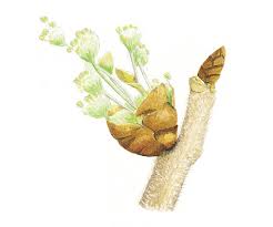 Attēlu rezultāti vaicājumam “Ulmus laevis”