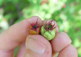 Attēlu rezultāti vaicājumam “Crataegus x macrocarpa fruit”
