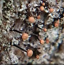 Attēlu rezultāti vaicājumam “Sclerophora coniophaea”