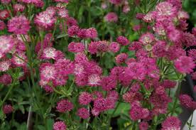 Attēlu rezultāti vaicājumam “Astrantia major fruit”