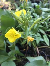 Image result for Oenothera biennis