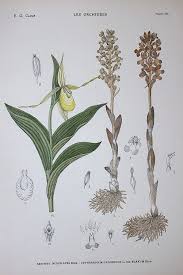 Attēlu rezultāti vaicājumam “Neottia nidus-avis”