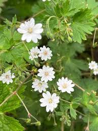 Attēlu rezultāti vaicājumam “Geranium pyrenaicum leaf”