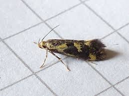 Attēlu rezultāti vaicājumam “Oecophoridae”