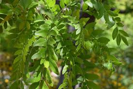 Attēlu rezultāti vaicājumam “Gleditsia triacanthos leaf”