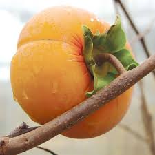 Image result for sharon fruit